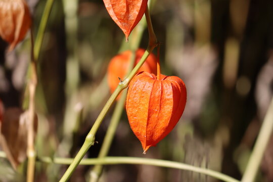 Solanaceae. Images  Browse 47,187 Stock Photos, Vectors, and Video | Adobe  Stock