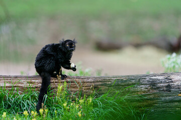 Portrait of black lemur in zoo © svobodacontributor