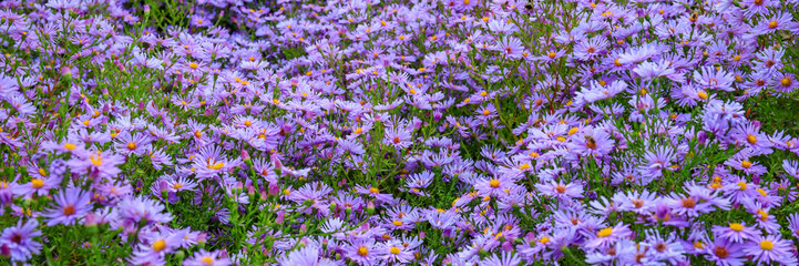 Obraz premium Violet flowers bloom in a garden filled with butterflies on a sunny day in late spring near a vibrant park area