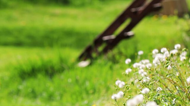 White dandelion flowers swaying in wind on green lawn, shallow depth of field with soft blurred background, spring meadow scene with copy space, fresh grass and wildflowers in sunlight, calm nature
