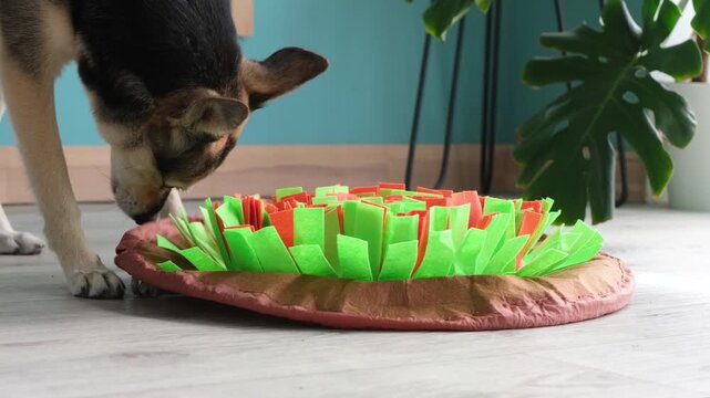 cute mixed breed dog playing on soft snuffle rag rug for hiding dried treats for dogs nose work at home. Intellectual games with pet. slow motion