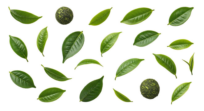 Fresh green tea leaves and buds isolated on a black background, various arrangements