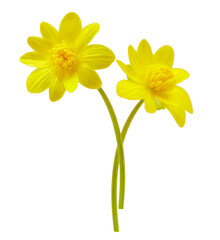 Obraz premium Close up of spring yellow lesser celandine flowers isolated on transparent background. Ficaria verna