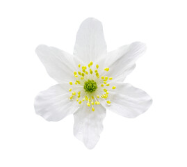 Naklejka premium Close up of wild white anemone flower isolated on transparent background, top view. Anemone nemorosa