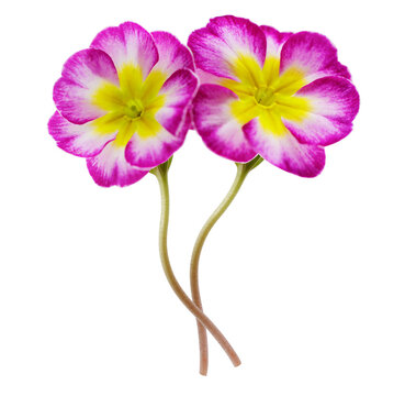 colorful primula flowers isolated on transparent background