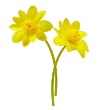 Close up of spring yellow lesser celandine flowers isolated on transparent background. Ficaria verna