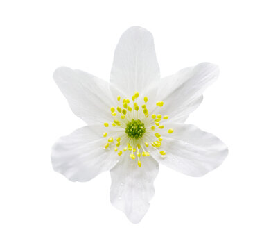Close  up of wild white anemone flower isolated on transparent background, top view.  Anemone nemorosa