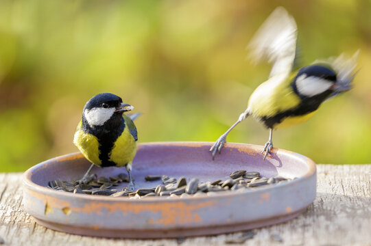 birds perching on a bird feeder with sunflower seeds. Great tit