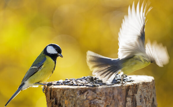 birds perching on a bird feeder with sunflower seeds. Great tit