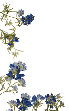 pressed blue flowers frame real png