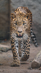 Portrait of Sri lankan leopard in zoo © svobodacontributor
