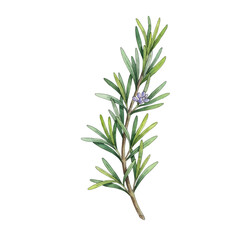 Fototapeta premium Fresh sprig of rosemary with needle leaves and small purple buds illustrated in a delicate watercolor style on a stark white background botanical study atmosphere