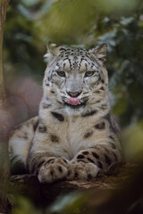 Fototapeta premium Portrait of Snow leopard in zoo