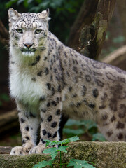 Obraz premium Portrait of Snow leopard in zoo