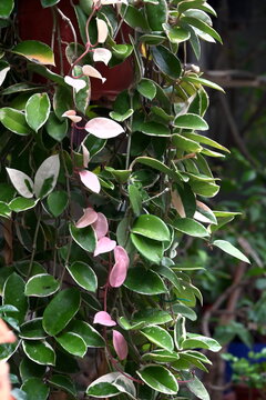 Lush trailing Hoya carnosa Krimson Queen with thick variegated oval leaves in deep green, cream edges and vivid pink new growth, red pot and dark stems in blurred background.