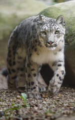 Fototapeta premium Portrait of Snow leopard in zoo