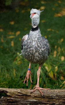 Portrait of Southern screamer in zoo