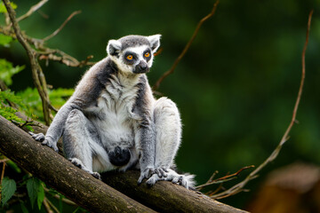 Portrait of Ring tailed lemur © svobodacontributor
