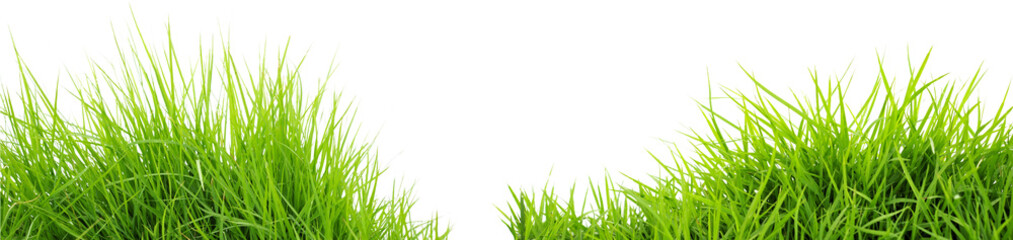 Obraz premium Fresh Green Grass Border Panorama Isolated on White Background, Soft Lawn Banner