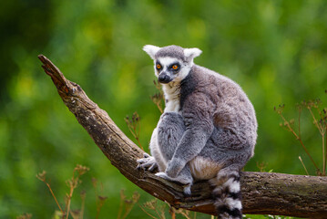 Portrait of Ring tailed lemur © svobodacontributor