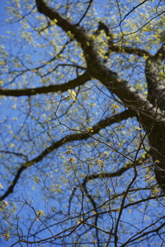 Frischer Austrieb einer Roteiche (Quercus Rubra) im Fr&uuml;hling vor blauem Himmel