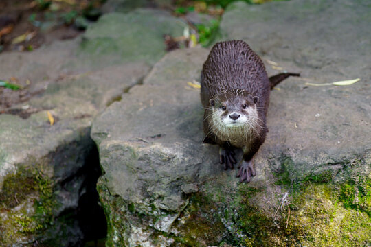 Portrait of Asian small clawed otter