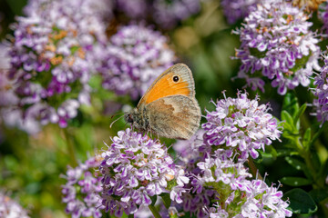 Papillon fadet commun © Pascal Cointe