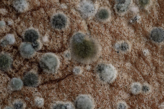 Close up growth of fungal mold on food.close-up macro spoiled food, bread.Moldy fungus on food.Fluffy spores mold as a background or texture.Mold fungus.Science biology background.