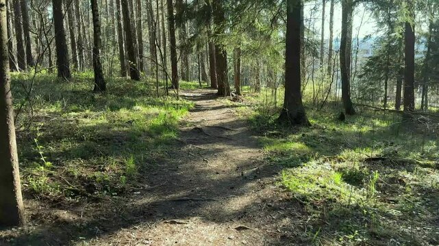 Forest trail winding through tall pine trees and green undergrowth. A narrow path passes between trunks in a sunlit woodland landscape. Hiking, nature travel, and outdoor recreation