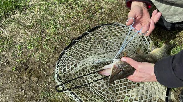 Anglers remove hooks from a pike in a landing net on grass. Hands hold the fish with unhooking tools during catch and release handling. Fishing, outdoor recreation, and freshwater sport
