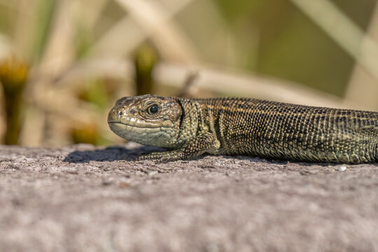 Common Lizard on a wall, close up