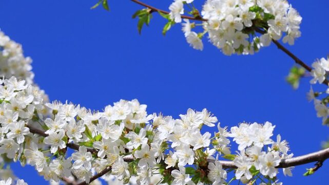 White cherry blossom branch swaying in wind against blue sky, spring blooming tree with white buds and flowers, copy space for text, close up sakura branch in motion, seasonal nature background, fresh