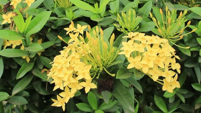 Yellow ixora coccinea flower