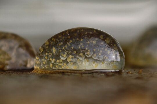 Great Pond Snail (Lymnaea stagnalis) egg masses attached to submerged wood with developing embryos, common species in the Czech Republic