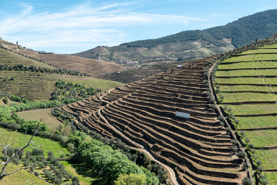 Vinha de montanha em socalcos e patamares nas encostas xistosas do Vale do Rio Torto em Casais do Douro, Portugal