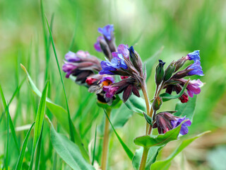Kwitnąca Miodunka ćma (Pulmonaria obscura Dumort.) – gatunek rośliny charakterystyczny dla wczesnej wiosny, jest rośliną leczniczą. Miodunka dostarcza nektaru dla  owadów  wczesną wiosną jest też ozd © JDziedzic