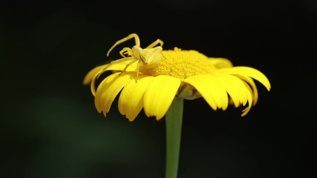 a yellow crab spider on yellow daisy