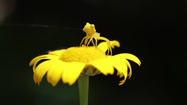 Golden Camouflage: A Crab Spider Releasing Dragline Silk on a Yellow Daisy