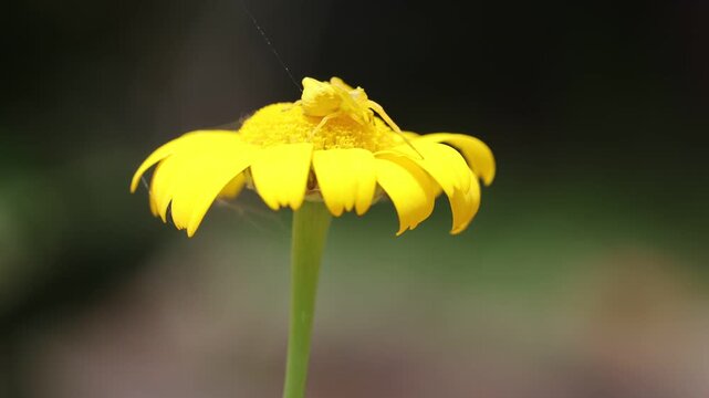 Golden Camouflage: A Crab Spider Releasing Dragline Silk on a Yellow Daisy