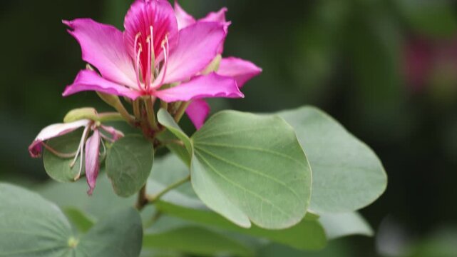 Bloom of Bauhinia variegata. It is also known as mountain ebony or orchid tree