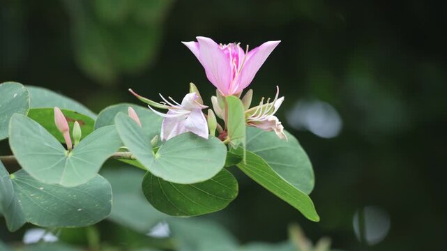 Bloom of Bauhinia variegata. It is also known as mountain ebony or orchid tree