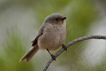 Fototapeta premium American Bushtit