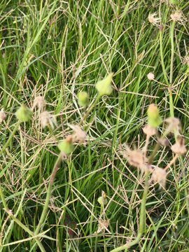 Close-up of green seed pods and dry grass seed heads in a summer meadow
