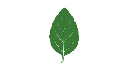 Fototapeta premium Single Green Leaf Illustration.