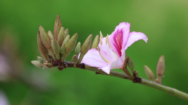 Bloom of Bauhinia variegata. It is also known as mountain ebony or orchid tree