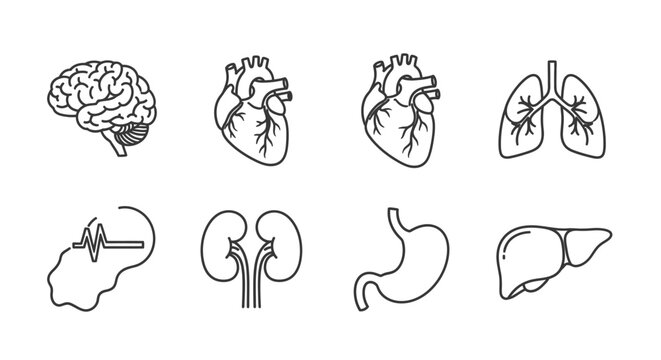 Anatomy icons featuring human organs like brain, heart, lungs, stomach, liver, kidneys, and adrenal gland, presented in a minimalist line art style