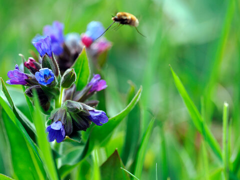 Kwitnąca Miodunka ćma (Pulmonaria obscura Dumort.) &ndash; gatunek rośliny charakterystyczny dla wczesnej wiosny, jest często odwiedzany Bujanki  (Bombylius ) z rodziny bujankowatych, much&oacute;wki,