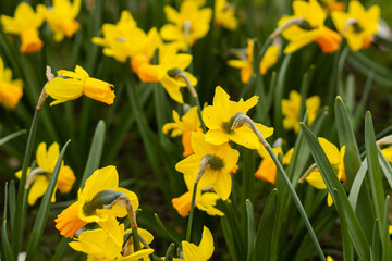 Obraz premium Bright yellow daffodils blooming in garden flower bed, spring ornamental planting, gardening care concept