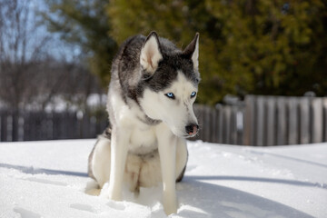 A Siberian Husky sits calmly on a snowy ground, enjoying a bright winter day. Its thick black‑and‑white coat stands out against the clean white snow, and its eyes are gently closed  © Oscar