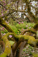 Fairy-tale magnolia tree with wide spreading trunk covered in moss, blooming branches, mystical garden atmosphere, spring blossoms, enchanted forest style, natural park landscape © Arina Cristalova